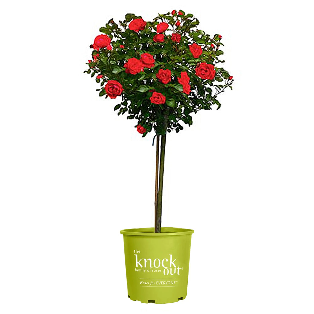 Rose Plant with Cherry Red Blooms 3 Gallon M68206