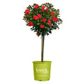 Rose Plant with Cherry Red Blooms 3 Gallon M68206