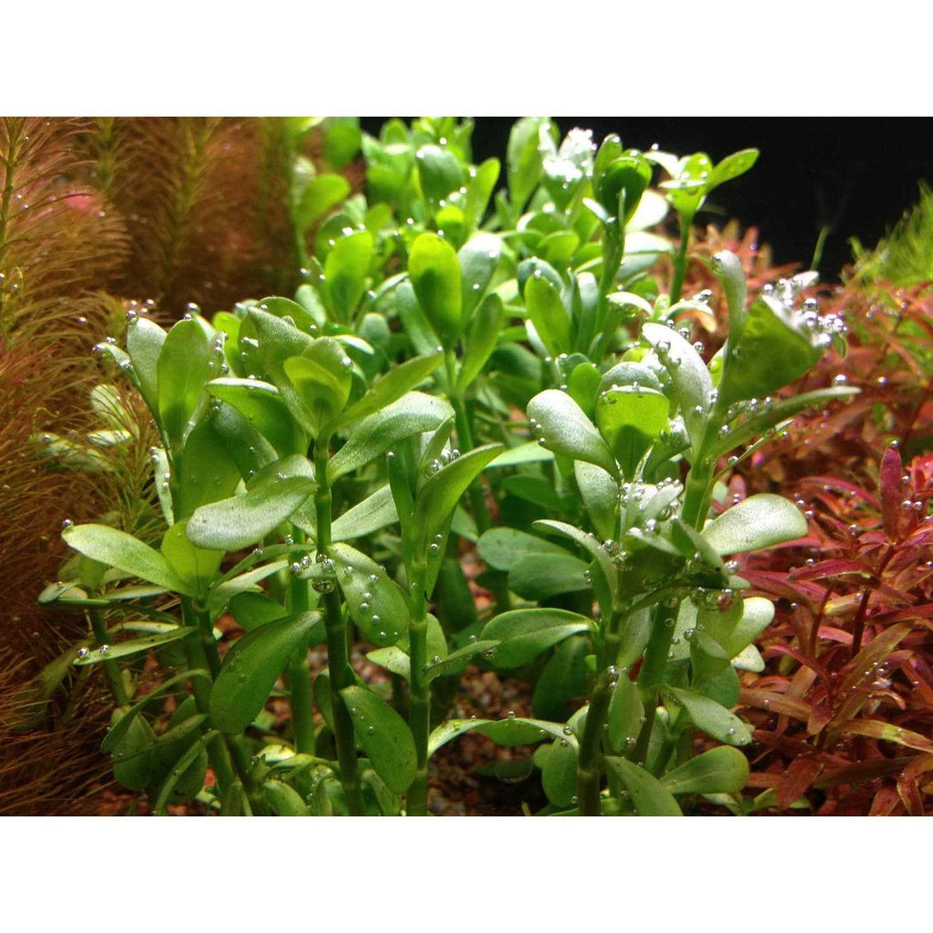 Potted Live Aquarium Plants O8898