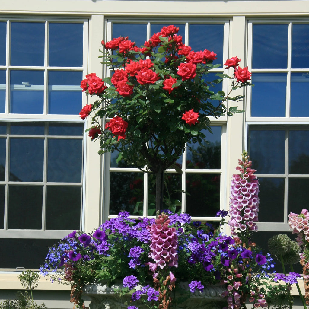 Rose Plant with Cherry Red Blooms 3 Gallon M68206