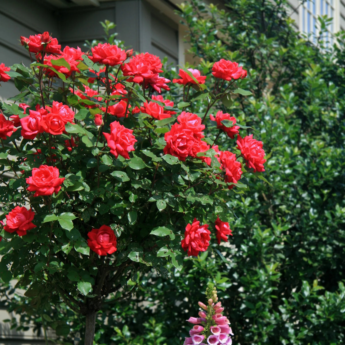 Rose Plant with Cherry Red Blooms 3 Gallon M68206