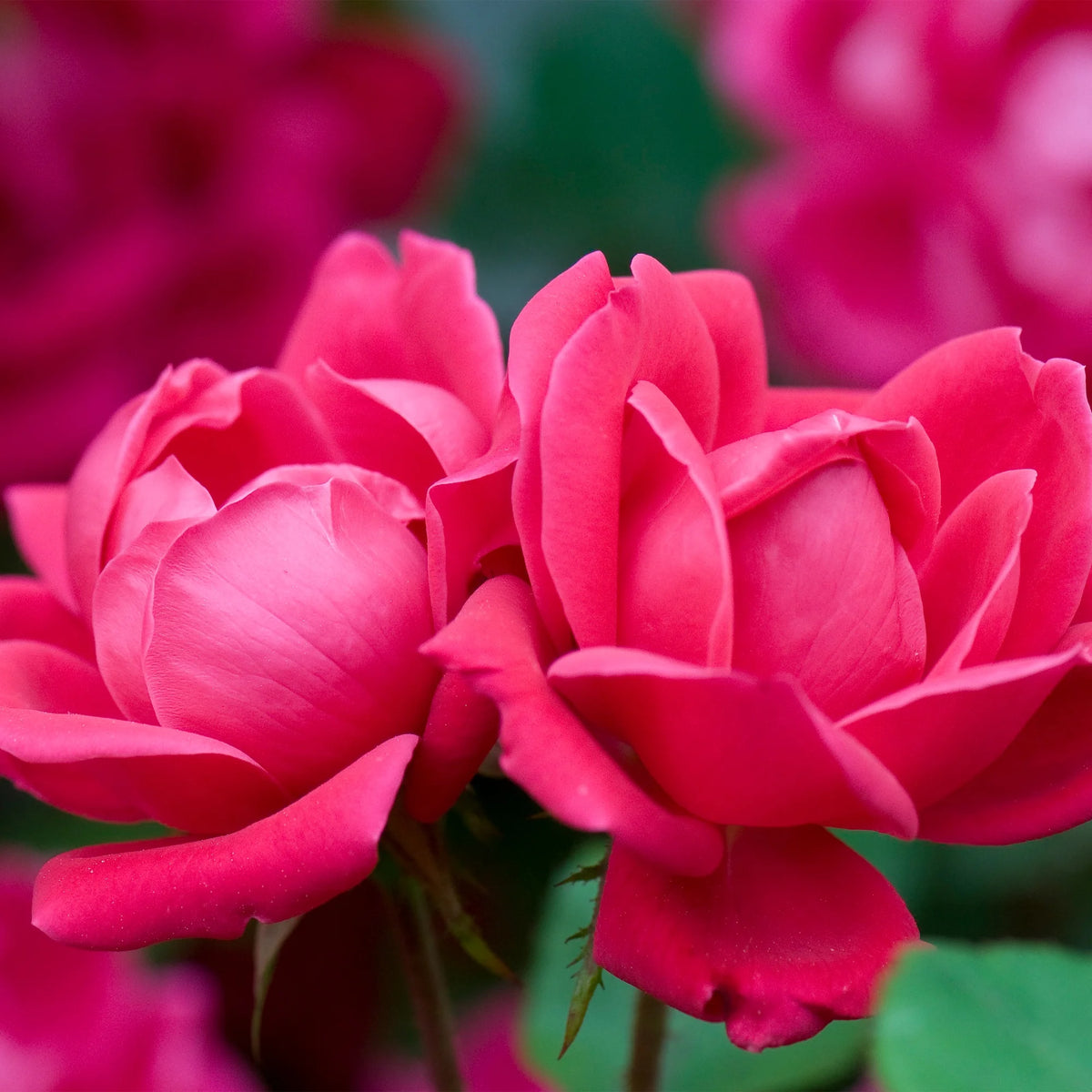 Rose Plant with Cherry Red Blooms 3 Gallon M68206