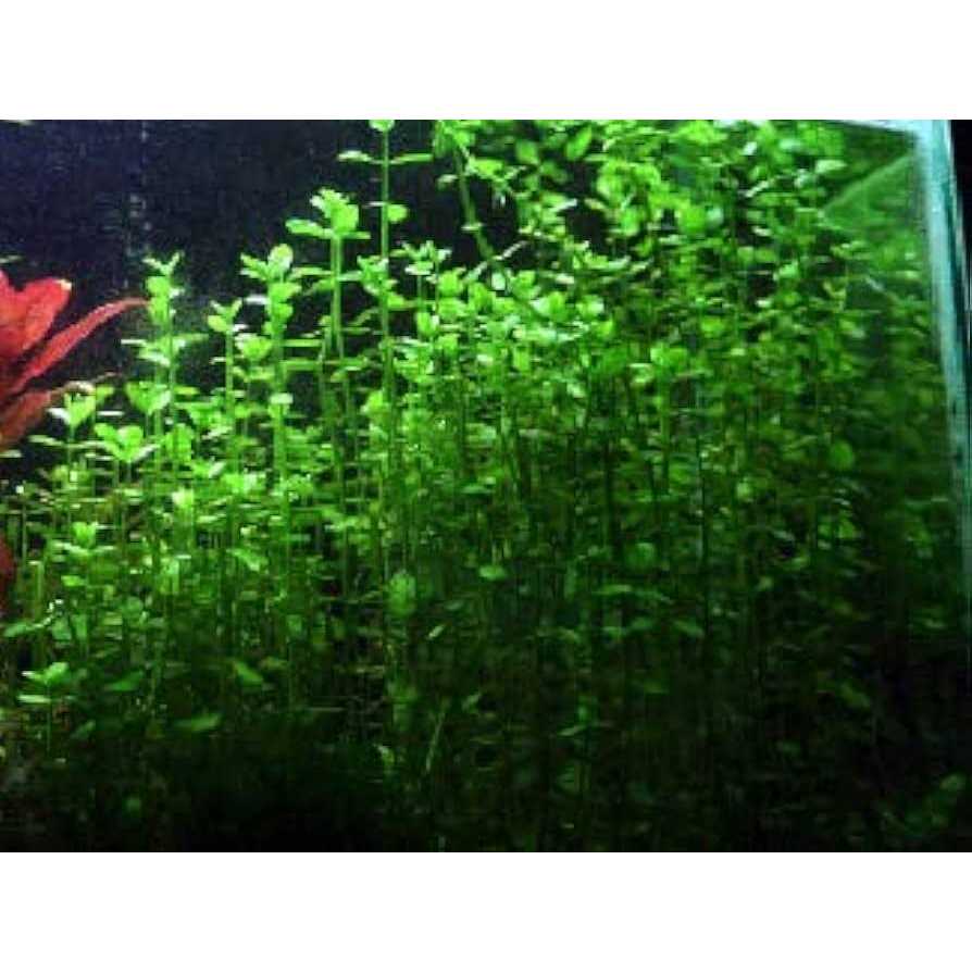 Potted Live Aquarium Plants O8898