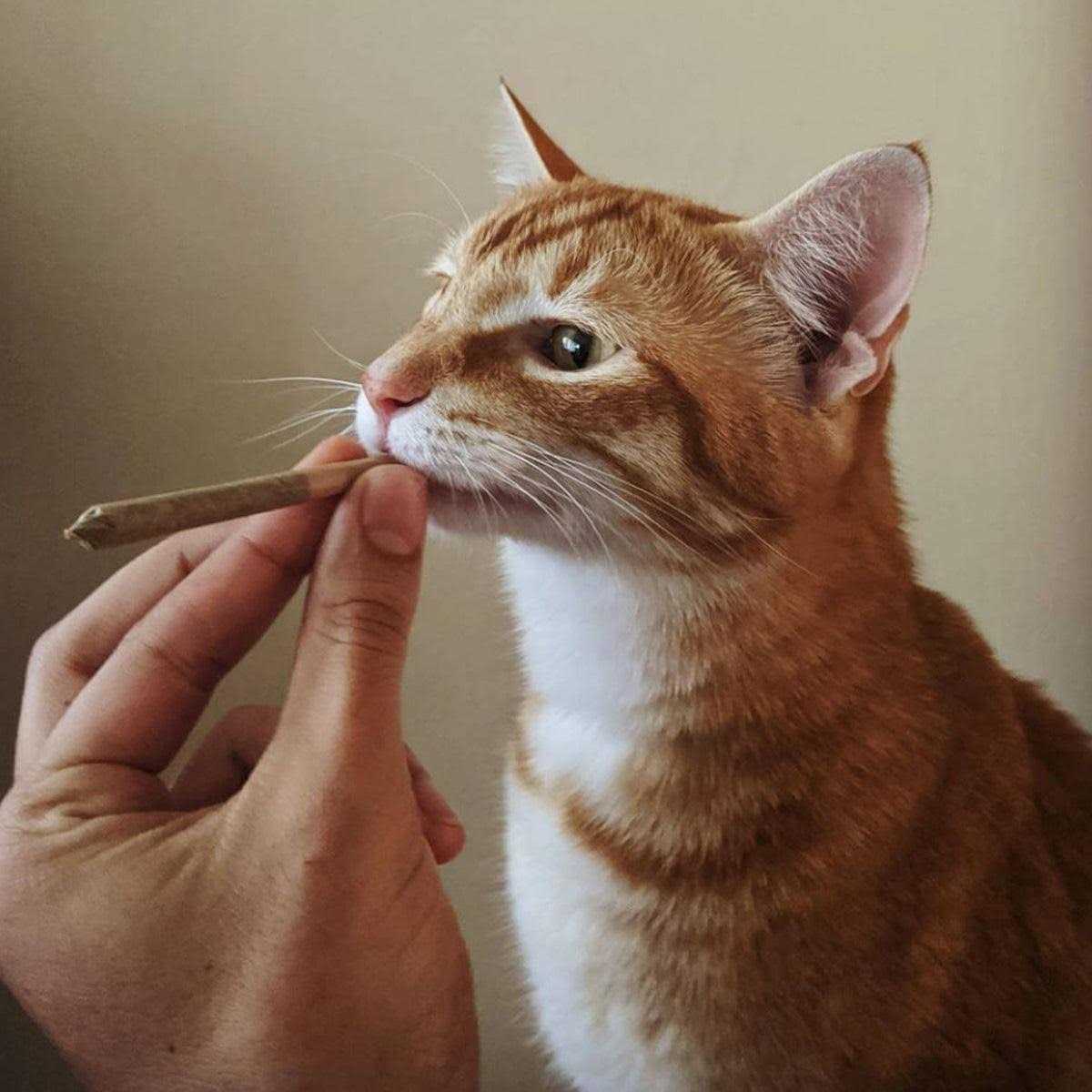 Catnip Pet Supplies R89079