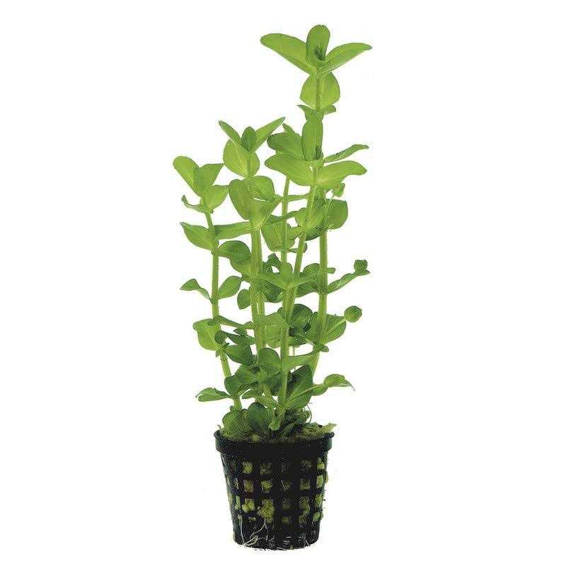 Potted Live Aquarium Plants O8898