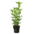 Potted Live Aquarium Plants O8898